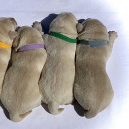 German Shepherd and Labrador Retriever Puppies from DogSmith Purebreds
