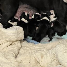 Girl 4 - Black and white Boston Terrier puppy in Pickens, South Carolina from Parker Rosa Boston Terrier’s