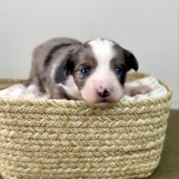Elsa - Blue merle female Aussiedoodle puppy in Adams, Nebraska from Boxcar Doodles and Poodles
