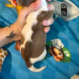 Charming - Piebald male Dachshund puppy in Whitehouse, Texas from Bonded Oaks Doxies