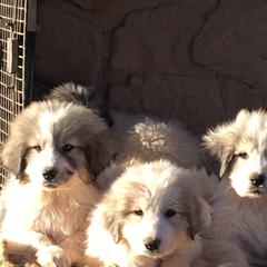 Great Pyrenees from Valhalla