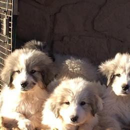 Great Pyrenees from Valhalla