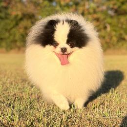Ace - Pomeranian
