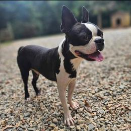HERSHEY - Boston Terrier