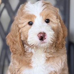 Nella - Red female Bernedoodle puppy in Yuciapa, California from AlltheDoodlez_