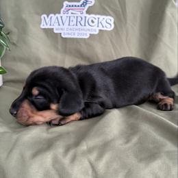 Snickers - Black and tan female Dachshund puppy in Eastland, Texas from Mavericks Mini Dachshunds