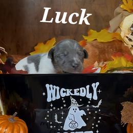 Luck - Blue white and tan male Rat Terrier puppy in Booneville, Mississippi from Emerald Rat Terriers