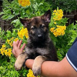 Cora - Sable female German Shepherd puppy in San Antonio, Texas from CISCOK9