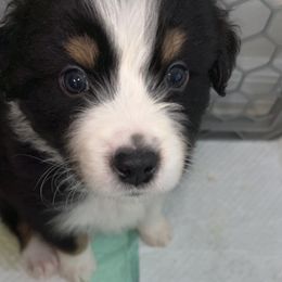 Australian Shepherd Puppies from Southern Sky Aussies