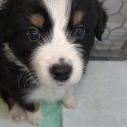 Australian Shepherd Puppies from Southern Sky Aussies