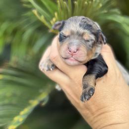 Hades - Blue merle male Aussiedoodle puppy in Norco, California from DLT MiniAussie