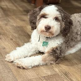 Coco - Bernedoodle