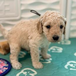Walt Disney - Cream male Goldendoodle puppy in Houston, Texas from Were The Mack'Doodles