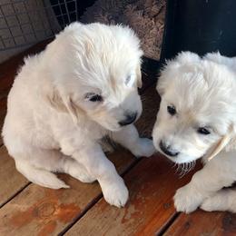 Golden Retriever Puppies from West Coast Cream Goldens