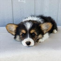 Stormy - Black and tan female Pembroke Welsh Corgi puppy in Mc Cammon, Idaho from Sunny J Corgis and Mini Americans