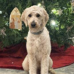 Daisy - Goldendoodle