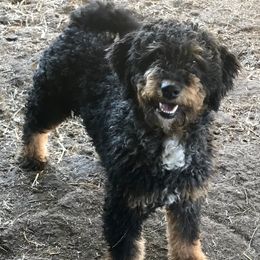 Bernedoodles from Mt. Rainier Doodle Dogs