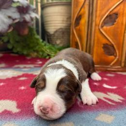Juniper - Red tri-color female Australian Shepherd puppy in Boise, Idaho from Black Canyon Corral Aussies
