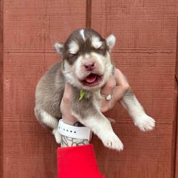 Yellow - Red and white male Siberian Husky puppy in Jonesborough, Tennessee from Dry Creek Siberians