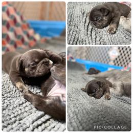 Justice - Blue male French Bulldog puppy in Carlisle, Ohio from Gibson Acres