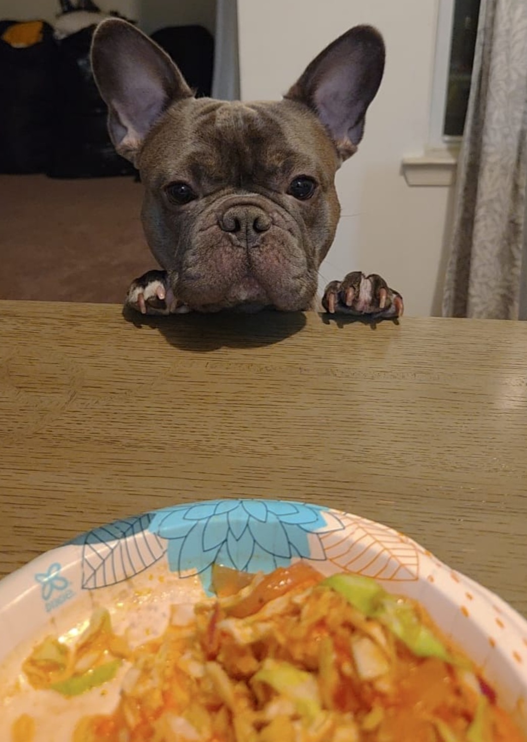 French Bulldogs from Frenchies F