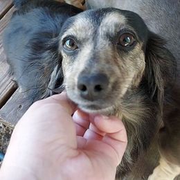 AKC - CINDER - Dachshund