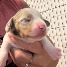 Parker  isabella dapple piebald boy - Dapple male Dachshund puppy in Casselberry, Florida from Amore Mini Dachshund Breeders & More
