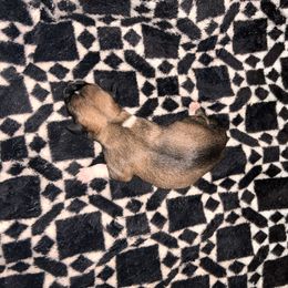 Chihuahua Puppies from Watts Hotmess Chihuahuas