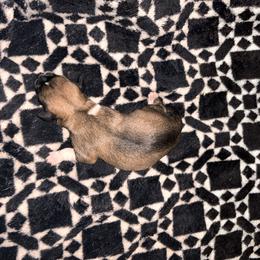 Chihuahua Puppies from Watts Hotmess Chihuahuas