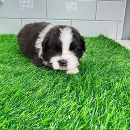 Blue collar - Black tri male Miniature Australian Shepherd puppy in Brooker, Florida from Triple Branch Aussies