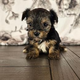 Lola - Black and gold female Yorkshire Terrier puppy in Callahan, Florida from Nikki's Precious Yorkies