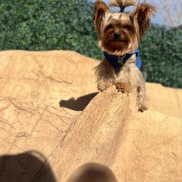 Teddy - Black and gold male Yorkshire Terrier puppy in Las Vegas, Nevada from Lala’s Pups