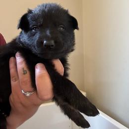 Daisy - Bi-color female German Shepherd puppy in Salem, Virginia from Vom Kylohaus German Shepherds