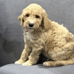 Donald - Apricot male Goldendoodle puppy in Owenton, Kentucky from Elagant Acres