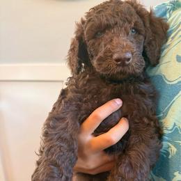 Black - Chocolate male Labradoodle puppy in Chula Vista, California from Coastal Cocoa Labradoodle
