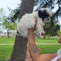 Leiram - Black and white female Shih Tzu puppy in York, Pennsylvania from Aliah puppy boutique