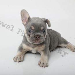Black of heart - Tricolors French Bulldog puppy in Texas from Royal Dream Frenchies