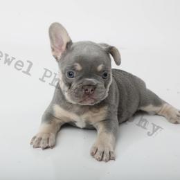 Black of heart - Tricolors French Bulldog puppy in Texas from Royal Dream Frenchies
