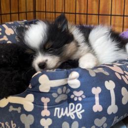 Black tri parti - Black and tan parti female Pomeranian puppy in Weatherford, Texas from COCO'S POMS AND FRENCHIES