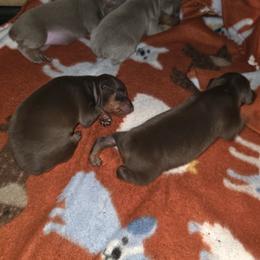 XCF1 9-26 - Chocolate and rust female Miniature Pinscher puppy in Middle Point, Ohio from Knisely's Min Pins-AKC