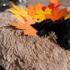Curly-Coated Retriever Puppies from CHAPARRAL CURLY RETRIEVERS