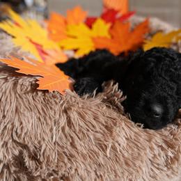 Curly-Coated Retriever Puppies from CHAPARRAL CURLY RETRIEVERS