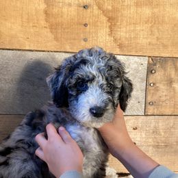 Ariel - Aussiedoodle puppy from Oldtown Doodles