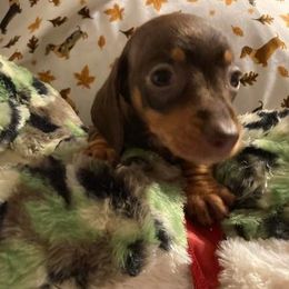 Dachshunds from Lynn’s Southern Doxies