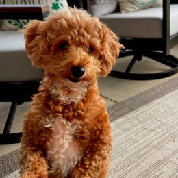 Bella - Poodle
