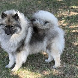 Keeshond puppies from Peregrine Keeshond