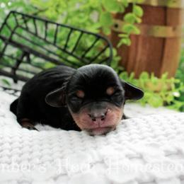 Sage - Black and tan female Dachshund puppy in Allons, Tennessee from Amber's Flock Homestead