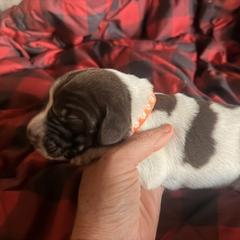 Orange Boy - Brown and gray male Wirehaired Pointing Griffon puppy in Sheldon, Vermont from Ole Poor Farm