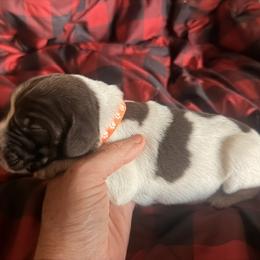 Orange Boy - Brown and gray male Wirehaired Pointing Griffon puppy in Sheldon, Vermont from Ole Poor Farm
