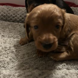 Dachshunds from Chocklett Farm Dachshund